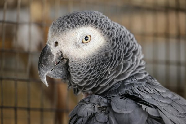 Tout savoir sur le distributeur de croquettes pour chat