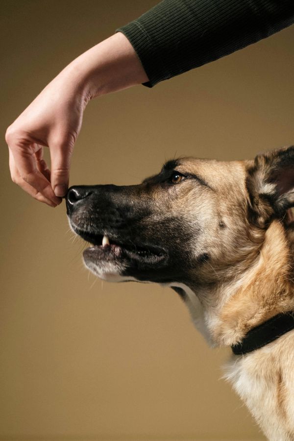 Tarif détection canine : ce que vous devez savoir pour agir