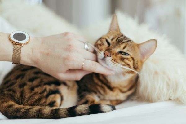 Top 5 pipettes anti puces efficaces pour garantir le bien-être de votre chat