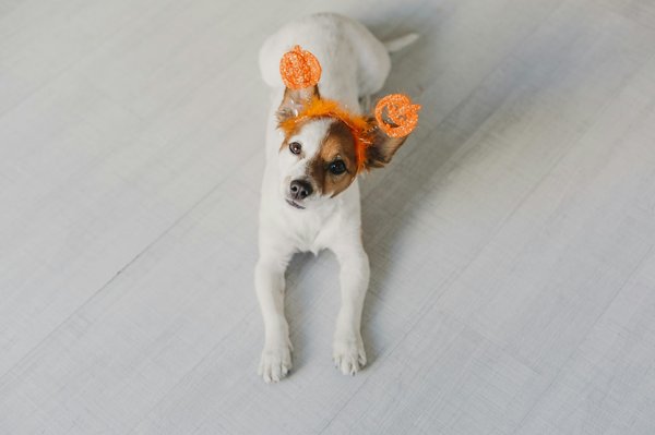 Soutien et rituels pour faire face au deuil animal